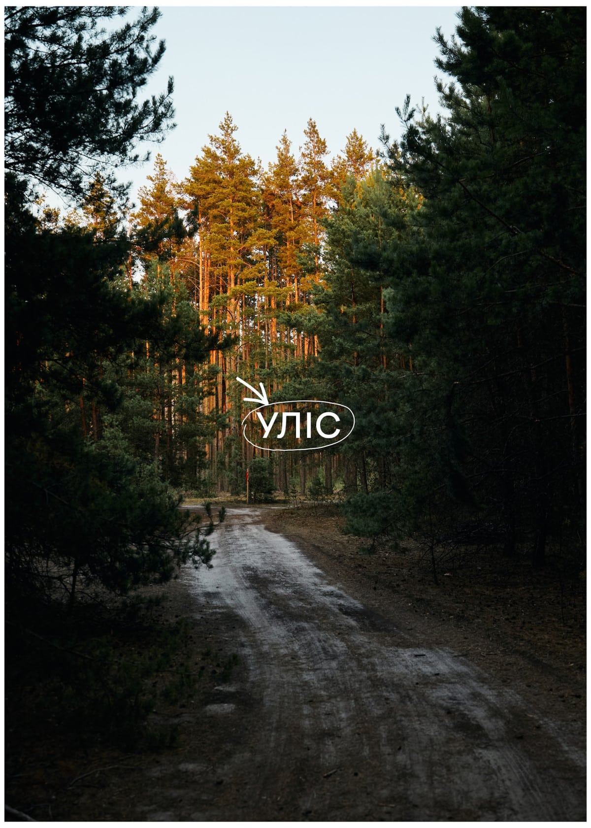 УЛІС відкрив подієвий простір, басейн просто неба і формат вечерь у лісі36