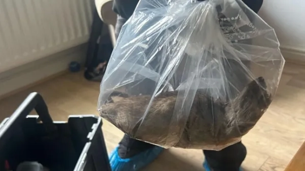 Пацюка розміром з собаку знайшли під час бунту натовпу паразитів у селі&hellip;