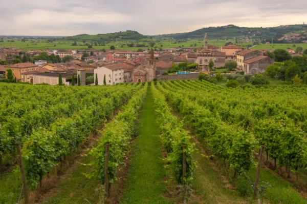 Соаве, прекрасне укріплене село поруч із Вероною, де можна помилуватися казковим замком і скуштувати смачне вино.
