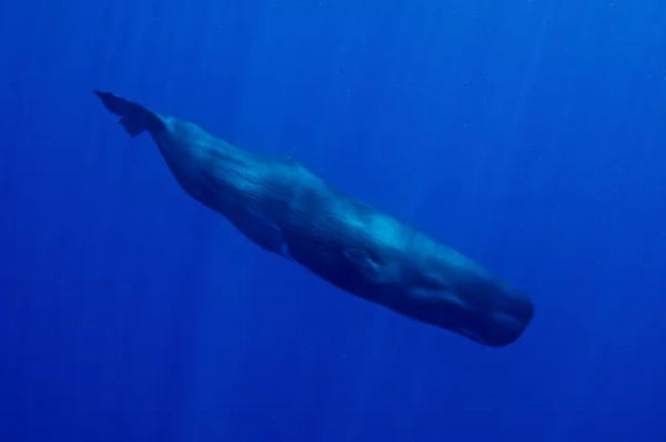 Кашалот плаває у великій синій воді Домініки