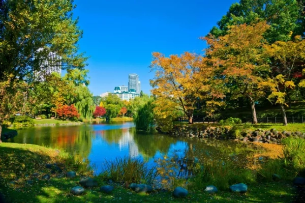 Річка та осінні дерева на тлі блакитного неба в місті Саппоро, префектура Хоккайдо, Японія.