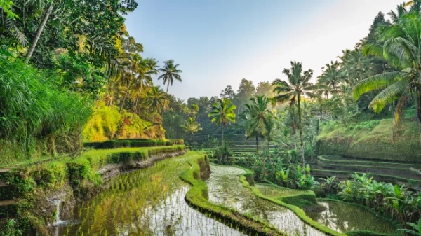 Сонячний вид на рисову терасу на Балі, Індонезія, оточену деревами та зеленню.