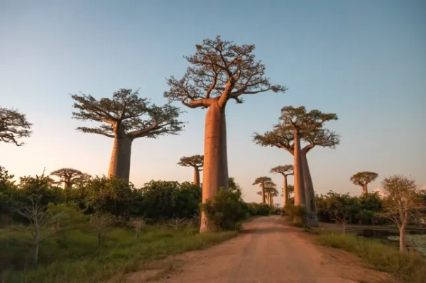 Цей культовий вид зображує величну Алею баобабів поблизу Морондави, Мадагаскар, де високі дерева адансонії височіють вздовж запиленої дороги, немов вартові часу.