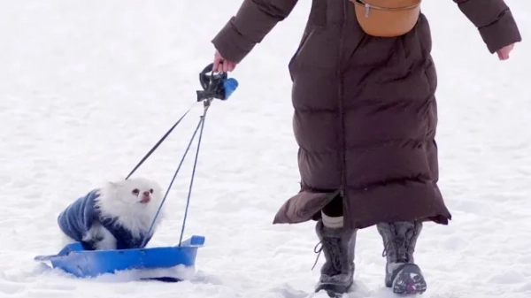 Жінка тягне собаку на санках по снігу у Вітлі-Бей. Температура навряд чи підніметься вище нуля, оскільки багато людей повертаються до школи або на роботу після святкового періоду. По всій Великій Британії діє низка попереджень про сніг та ожеледицю, оскільки Метеорологічна служба попередила, що холодні умови принесуть низку зимових небезпек протягом наступних кількох днів. Дата фото: понеділок, 5 січня 2026 року. Фото Пенсильванії. Автор фото: Оуен Хамфріс/PA Wire.