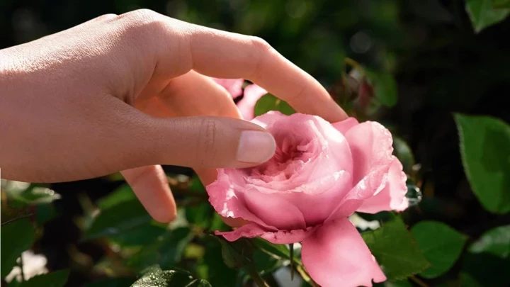 90 років – майже вік: французький бренд Lancôme відсвяткував річницю в Києві.
3