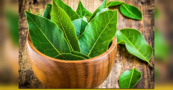 Дивовижна міць лаврового листя: пряність, що оздоровлює та зміцнює організм