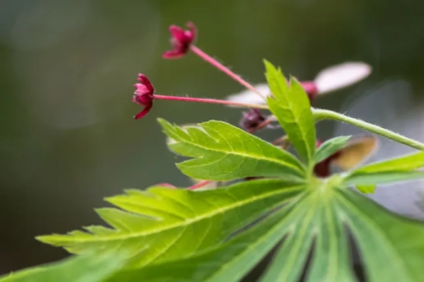 Клен японський зрізанолистий (Acer japonicum 'Aconitifolium')