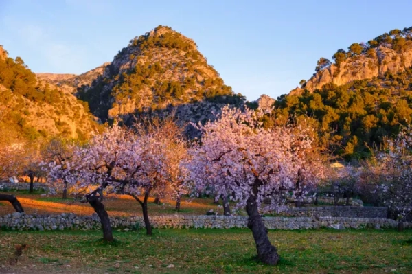 Рожеві квітучі мигдалеві дерева поблизу Каймарі в ранковому світлі, Серра-де-Трамунтана, Майорка, Балеарські острови, Іспанія