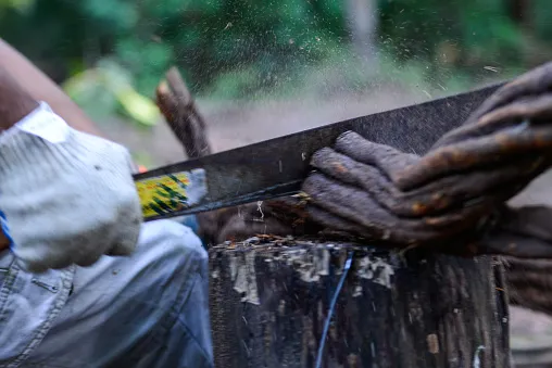 Ayahuasca / daime / hoasca / iagê / рослинний