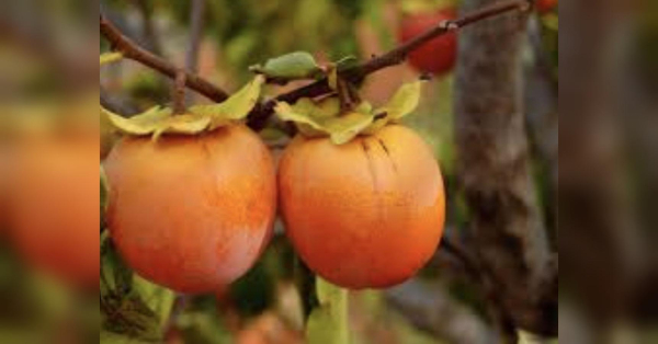 Не настільки корисна, як вважають: кому не варто їсти хурму і яка її шкода