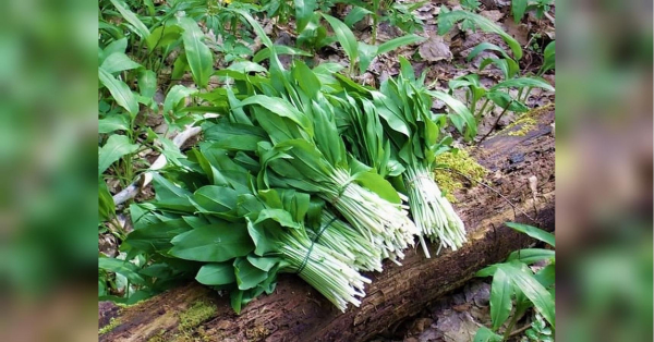 Невдовзі сезон: найцінніший овоч, неодмінно додайте до раціону