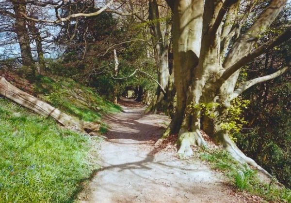 Англійський пейзаж на початку літа