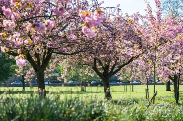 Гаррогейт, Йоркшир, Англія, квітучі вишні в міському парку