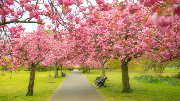 Красиві вишневі дерева в парку в Лондоні, Великобританія