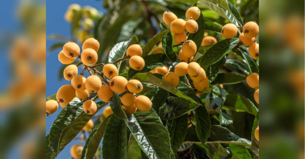 Не спішіть викидати: цей плід смакує перезрілим.