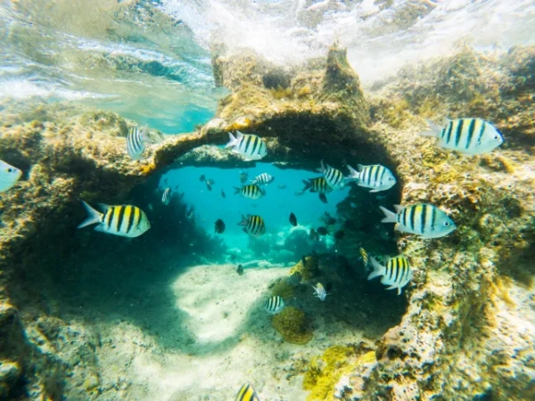 Найкраще підводне плавання в районі Playa Mujeres