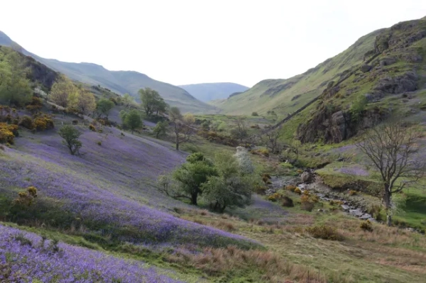 Дзвоники в долині Раннердейл, Озерний край, навесні
