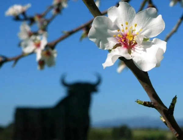 ІСПАНІЯ-КВІТИ-ОСОБЛИВОСТІ