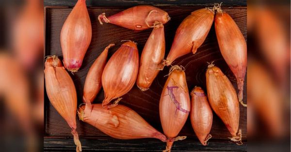 Головна 151 Французи використовують цей овоч у їжі для підтримки серця: інші корисні властивості…