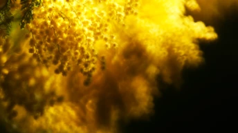 П’ять свіжих парфумів з відтінком мімози, про котрі ви не чули 6