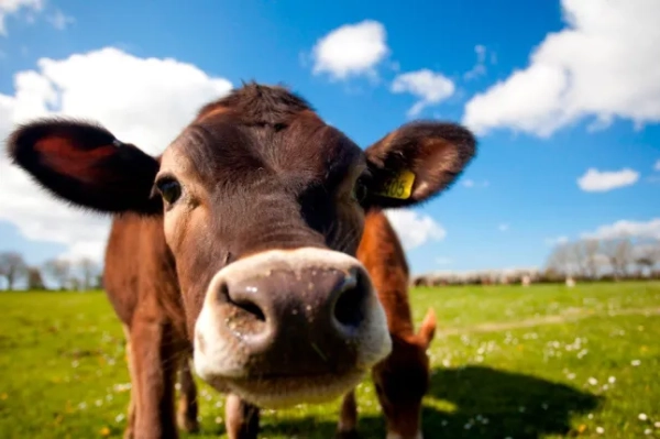 Корова на фермі.