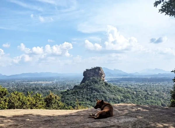 Собака дивиться на лісовий краєвид у Шрі-Ланці.