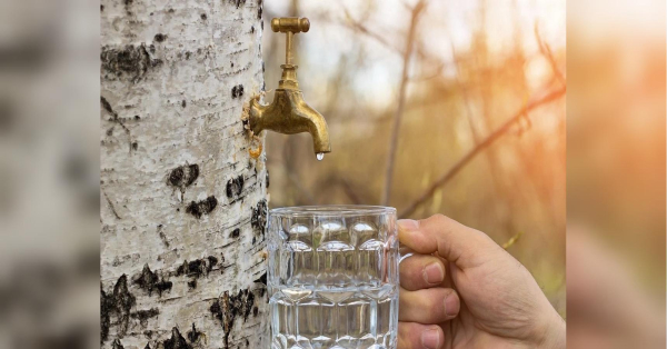 Головна 167 Березовий нектар: переваги для самопочуття, оптимальний час збору та застереження.