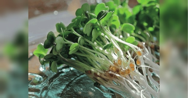 Суперїжа на вашій тарілці: продукти для оптимального харчування. 2