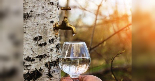 Головна 178 Цей напій – підтримка для імунітету: оптимальний час для заготівлі.