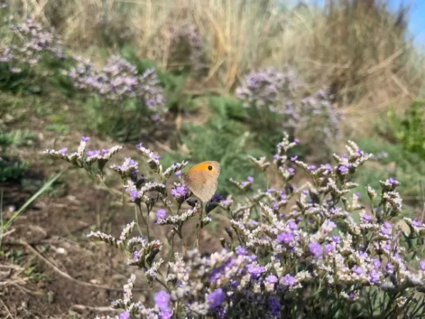 «Найгірша» частина найдовшого прибережного шляху Великої Британії – приємний сюрприз 8