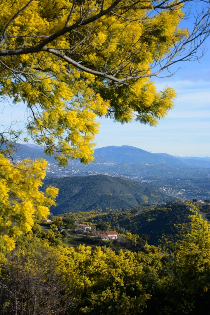 Непідробна креативність – це вічно свіже: Розмова з Наталі Лорсон у Копенгагені
2