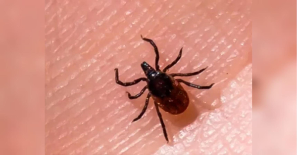 Кліщова активність: застереження від МОЗ щодо загрозливих комах 4