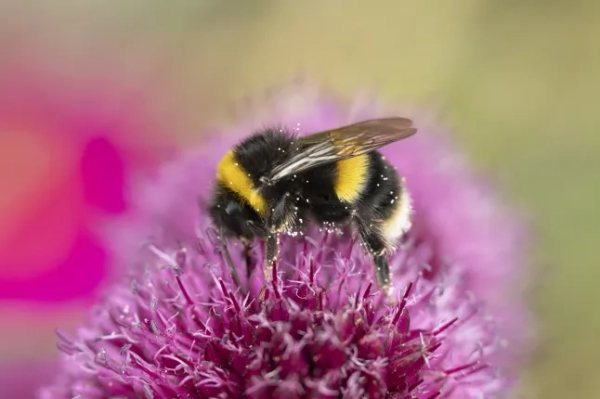 Джміль з палевим хвостом (Bombus terrestris) — доросла бджола, що харчується квіткою садового аліуму влітку, Саффолк, Англія, Велика Британія.