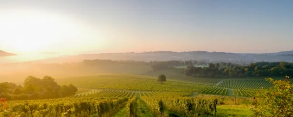 Виноградник Денбіс на туманному світанку, виноробний маєток, пагорби Суррея, Норт-Даунс, Доркінг, Суррей.