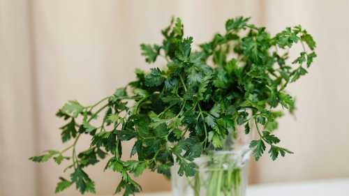 Зелень довше: поради, як зберегти корисні трави та&hellip;