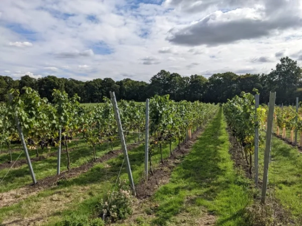 Digby Fine English (Фото: Digby Fine English/Facebook)