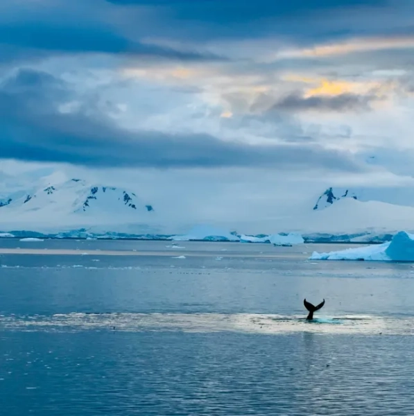 Вид на океан і кита, що виринає на поверхню в Антарктиді