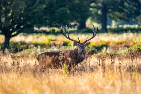 Найкращі одноденні походи в Лондоні та його околицях, які варто спробувати цими великодніми вихідними 8