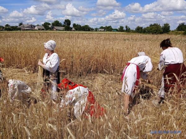 «Зажинки»: перші зібрані з поля колоски відклали на різдвяний дідух 21 «Зажинки»: перші зібрані з поля колоски відклали на різдвяний дідух 21
