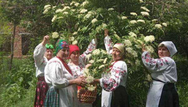 Головна 185 На городі бузина – на столі бузинник