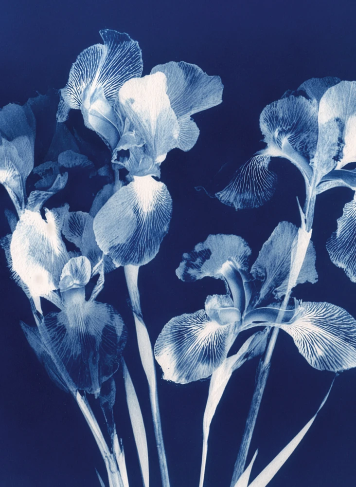 Магія blue hour: новий аромат L’Heure Bleue від Guerlain3
