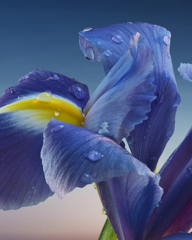 Магія blue hour: новий аромат L’Heure Bleue від Guerlain6