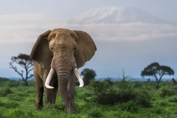 An African elephant with large tusks grazes in Amboseli National Park, Kenya with Mt Kilimanjaro on the horizon. (Photo by Matt Dirksen/Getty Images)