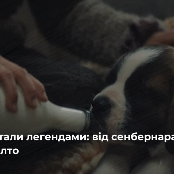 Історії чотирилапих героїв: від Баррі до Пса Патрона