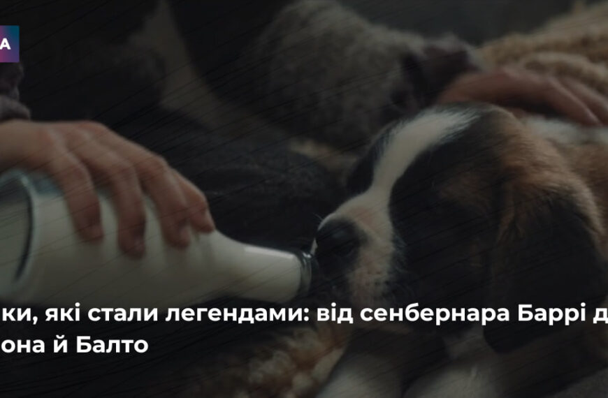 Головна 278 Історії чотирилапих героїв: від Баррі до Пса Патрона