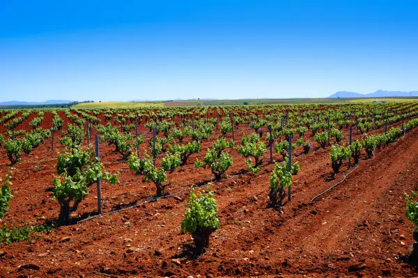 Rows of vines in a terracotta coloured field in Extramadura, Spain