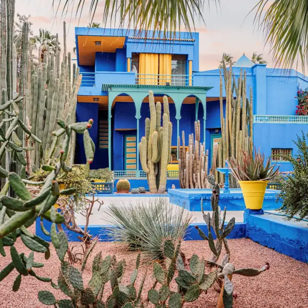 08 March 2025, Marrakech, Morocco: Stunning blue villa surrounded by cacti and other plants in the Majorelle Garden, a popular tourist attraction