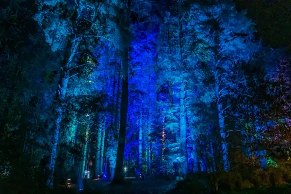 A pinetum of pine trees is lit up in different coloured lights in time to music on the 2nd of January 2022 at Bedgebury, Kent, United Kingdom. Christmas at Bedgebury brings artist together who use light and sound to produce a variety of artistic display pieces throughout the forest at Bedgbury National Pinetum, a 10.5 square kilometre woodland run by Forestry England, part of the High Weald area of outstanding natural beauty. (photo by Andrew Aitchison / In pictures via Getty Images)