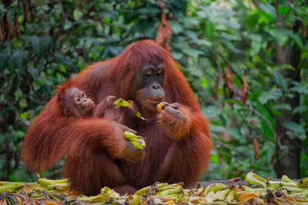 Tanjung Puting National Park is a national park in Indonesia located in the southeast part of West Kotawaringin Regency in the Indonesian province of Central Kalimantan (Central Borneo). The nearest main town is the capital of the Regency, Pangkalan Bun. The park is famous for its orangutan conservation.
