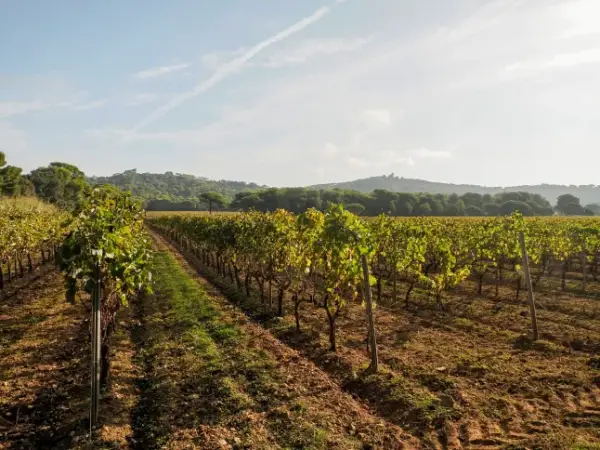 vineyards wine grapes field in porquerolles island france, panorama landscape
